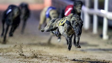 Talking Dogs TV – live Irish Greyhound Racing .